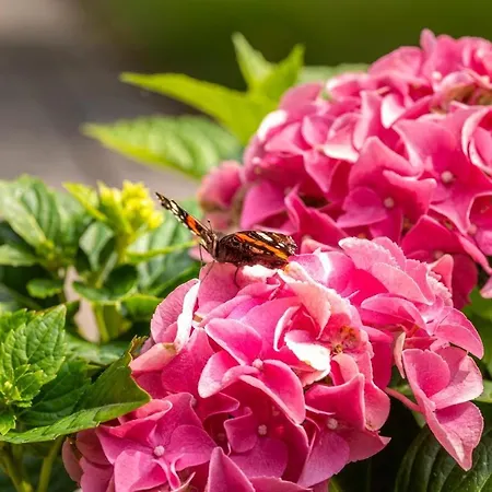 Buchenblick, Appartement