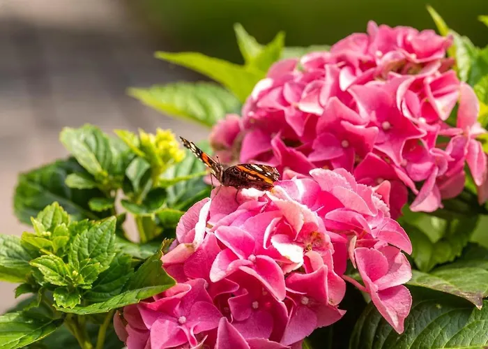 Buchenblick, Appartement